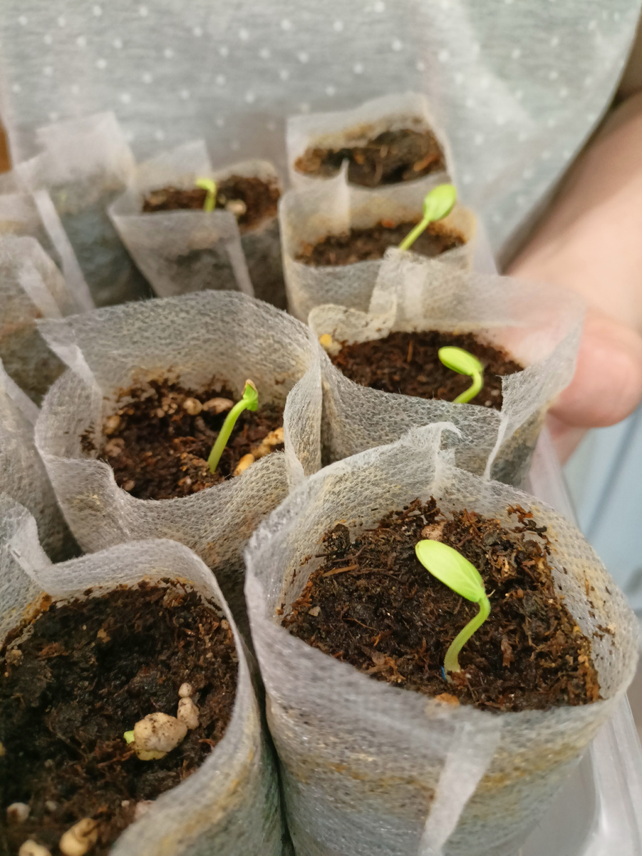 Фото сделано 25 мая 2025 года.