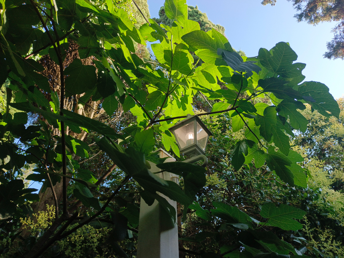 ФТ Сириус, сквер возле ресторана Магилан, июль 2025 г.