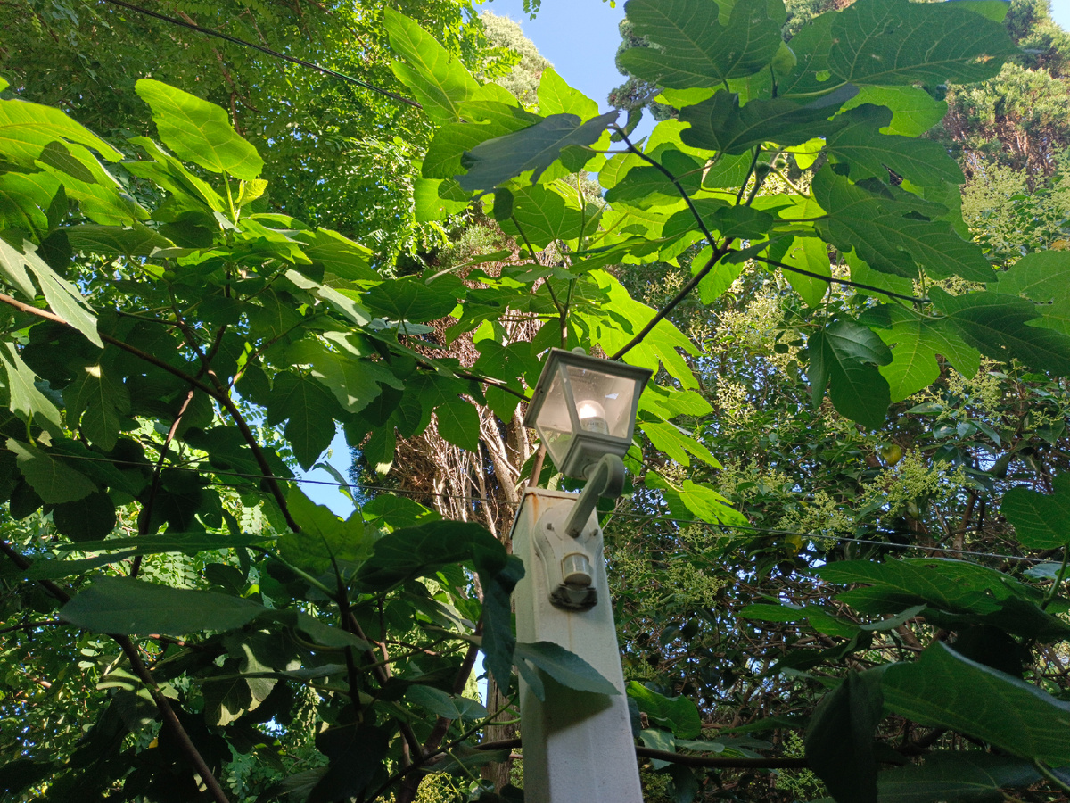 ФТ Сириус, сквер возле ресторана Магилан, июль 2025 г.