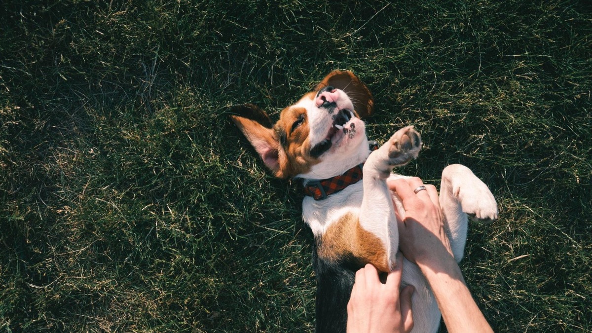    Если собака показывает живот — она вам доверяет. Это жест любви и уязвимости.