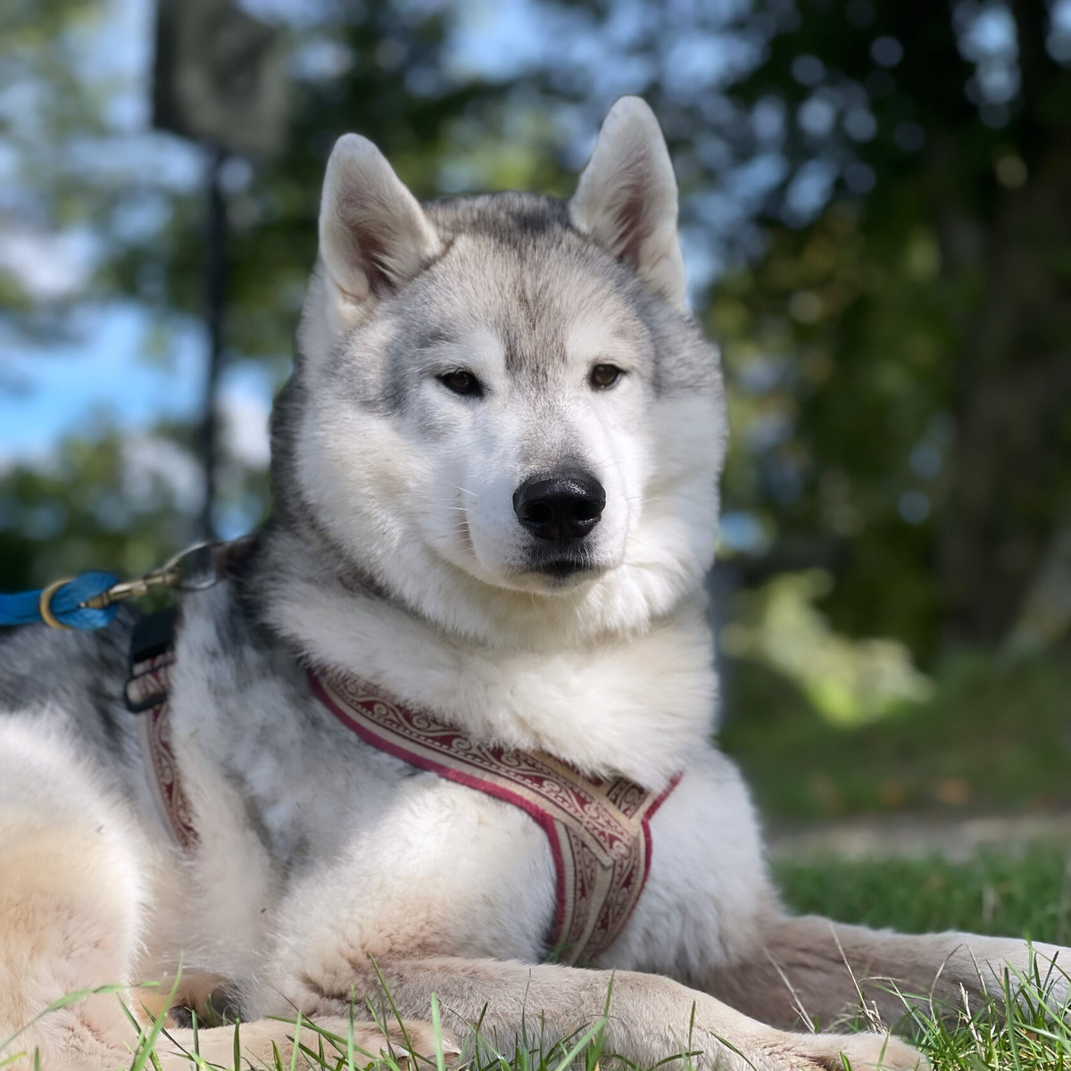 Знакомьтесь, этот красавец — Волк.