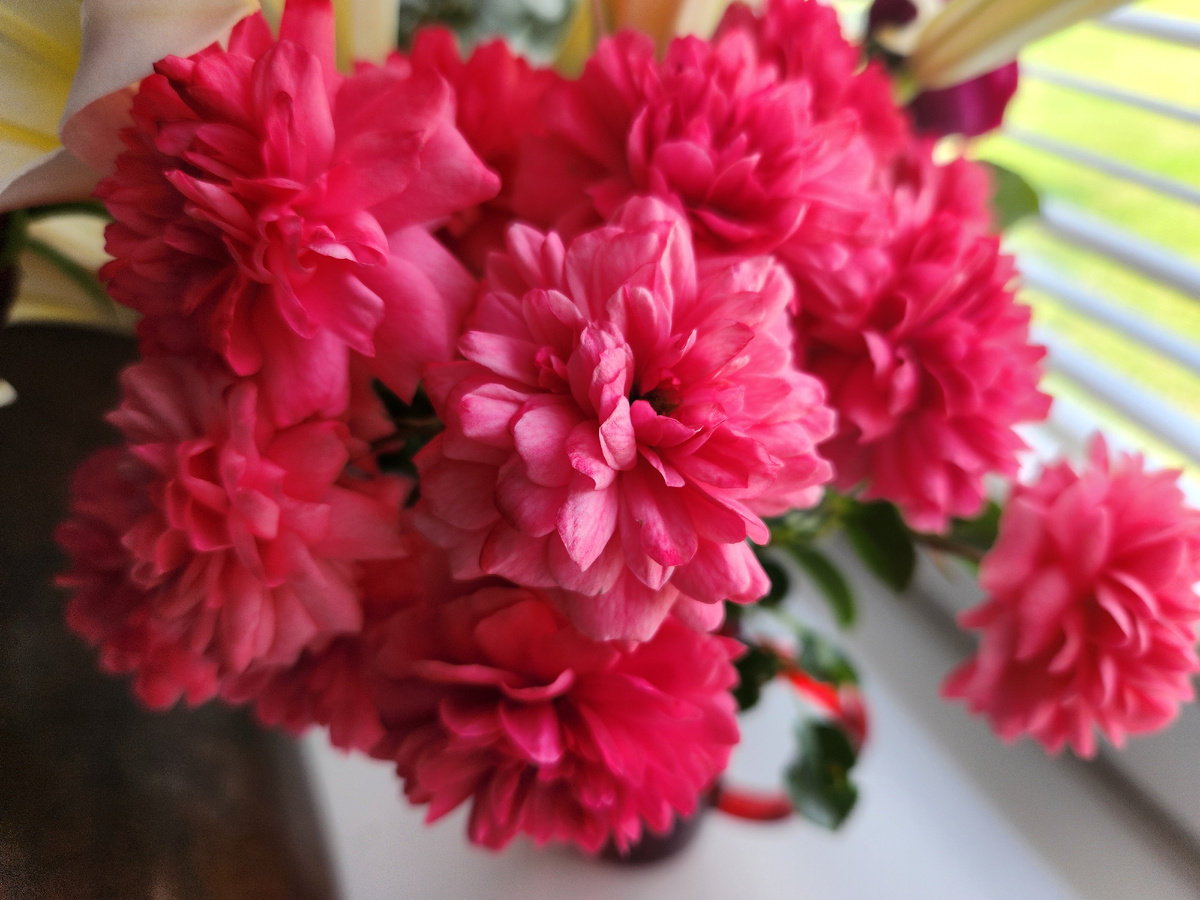 Хризантемка?