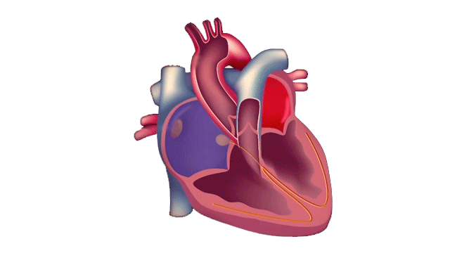 Изображение взято с сайта (https://kineziolog.su)