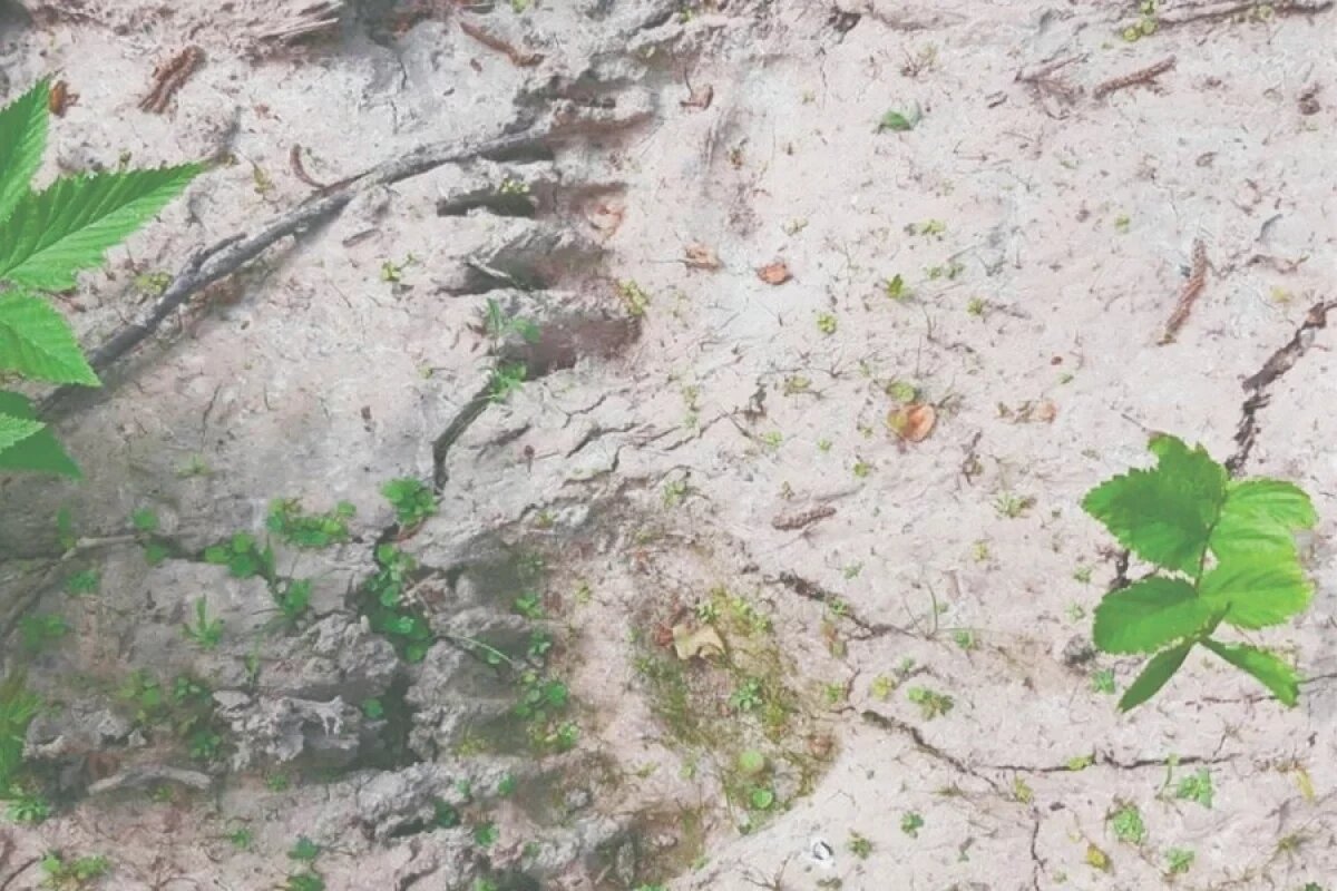    Опасное лето.