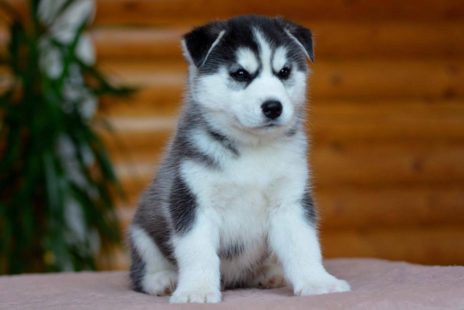 Какой будет твоя история, маленькая принцесса? 🐾