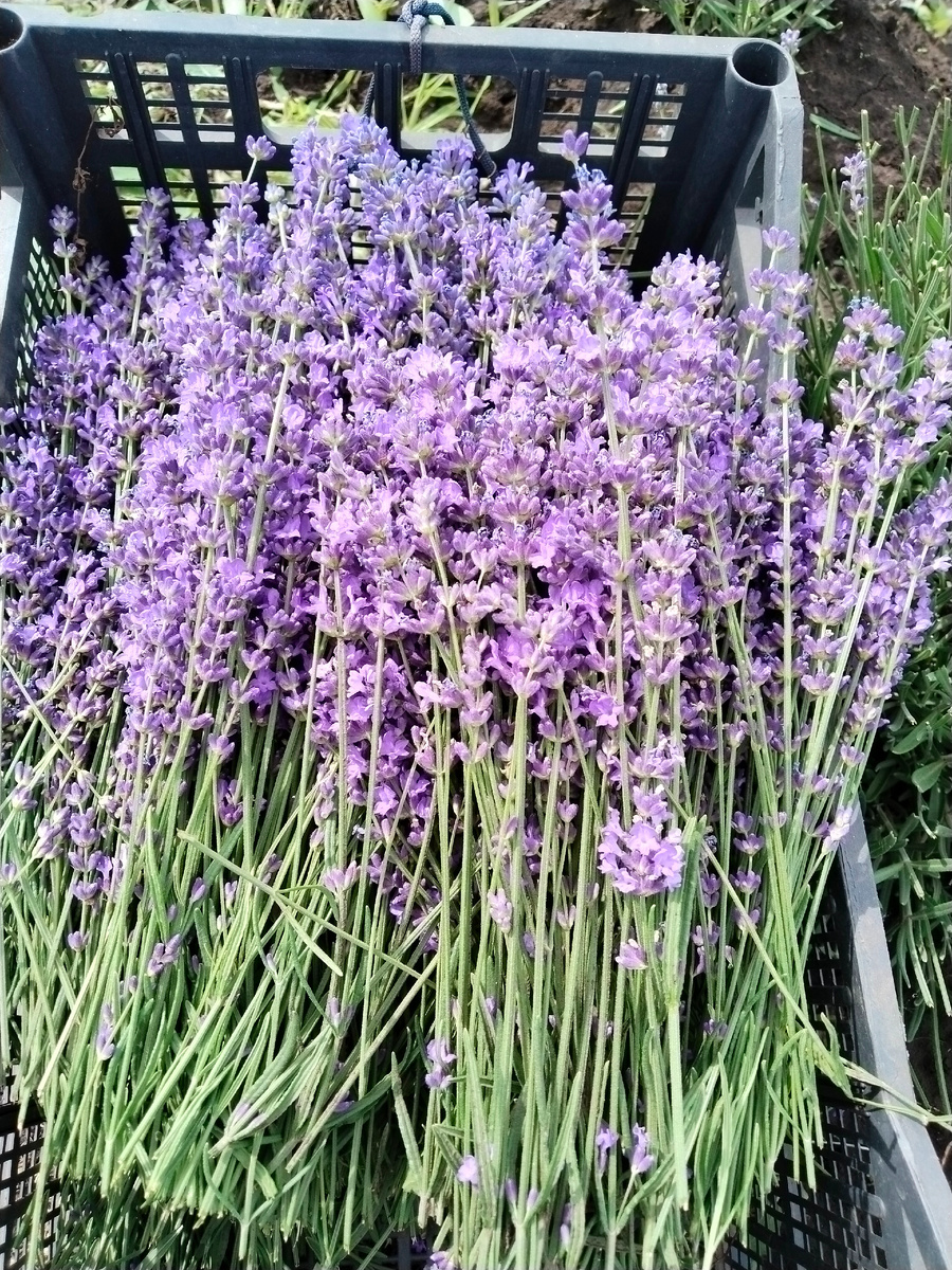 Урожай лаванды