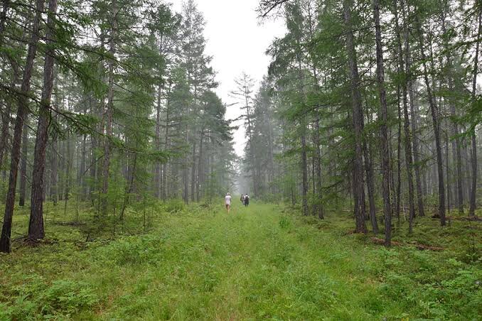 Путешествие в якутскую Амгу: место, где нет комаров, а природа словно из сказки