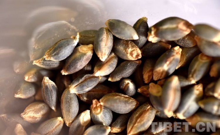    Фото: China Tibet Online