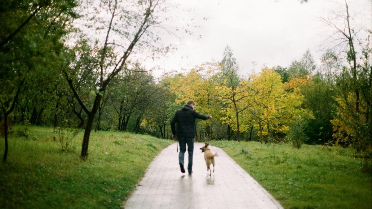    Регулярные прогулки — не роскошь, а основа физического и ментального здоровья собаки