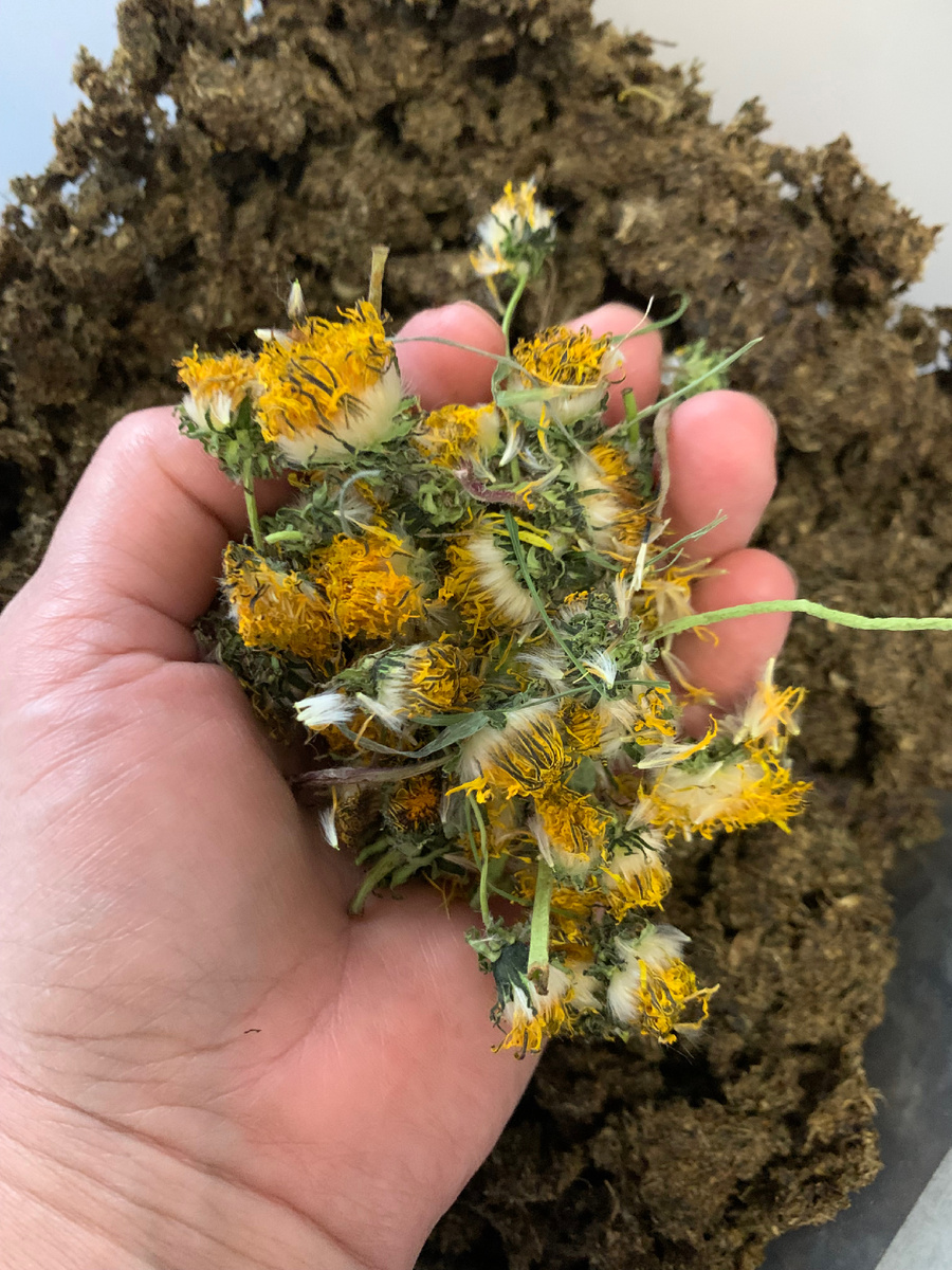 Одуванчиковая польза