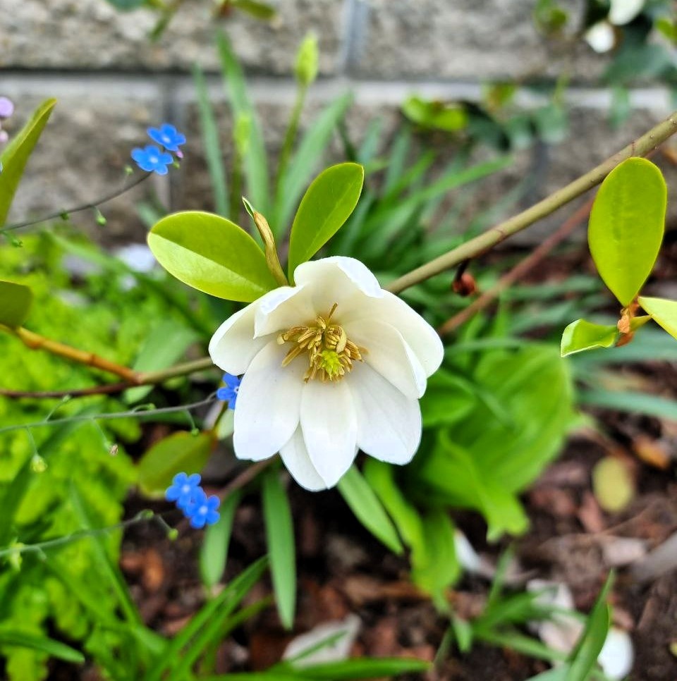 Магнолия ‘Honey Velvet’ в моем саду. Анапа. Май.