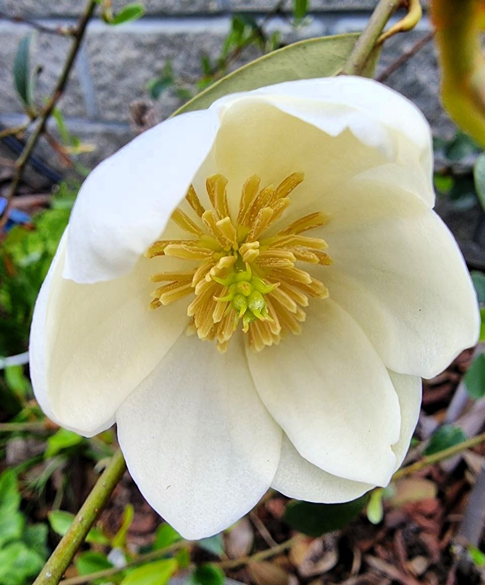 Magnolia laevifolia ‘Honey Velvet’. Некрупные, но ароматные цветки.