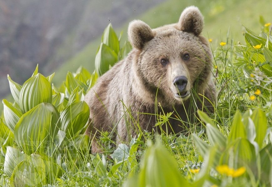 Философ Потап в глубоких раздумьях.
