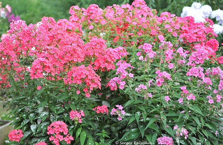 Мучнистая роса на флоксах