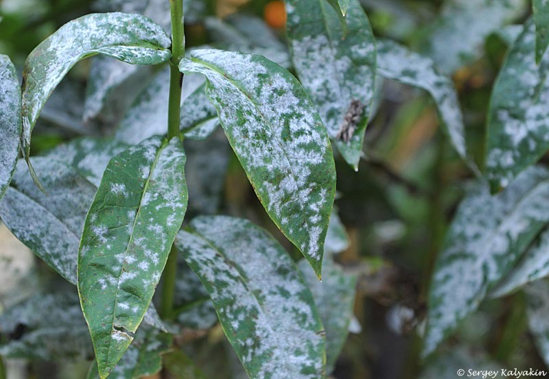 Мучнистая роса на флоксах