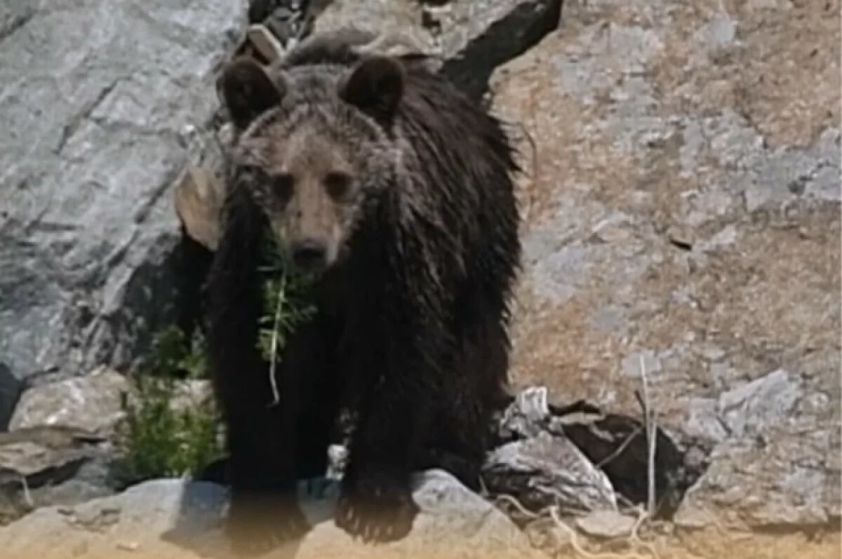    Медведи ходят теми же тропами, что и туристы. Но селфи с ними лучше не делать.