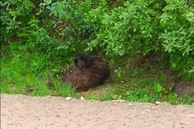    Говорят, медвежонок сидит у тела медведицы уже несколько дней. Фото: Питомник собак «К-9» Иркутск