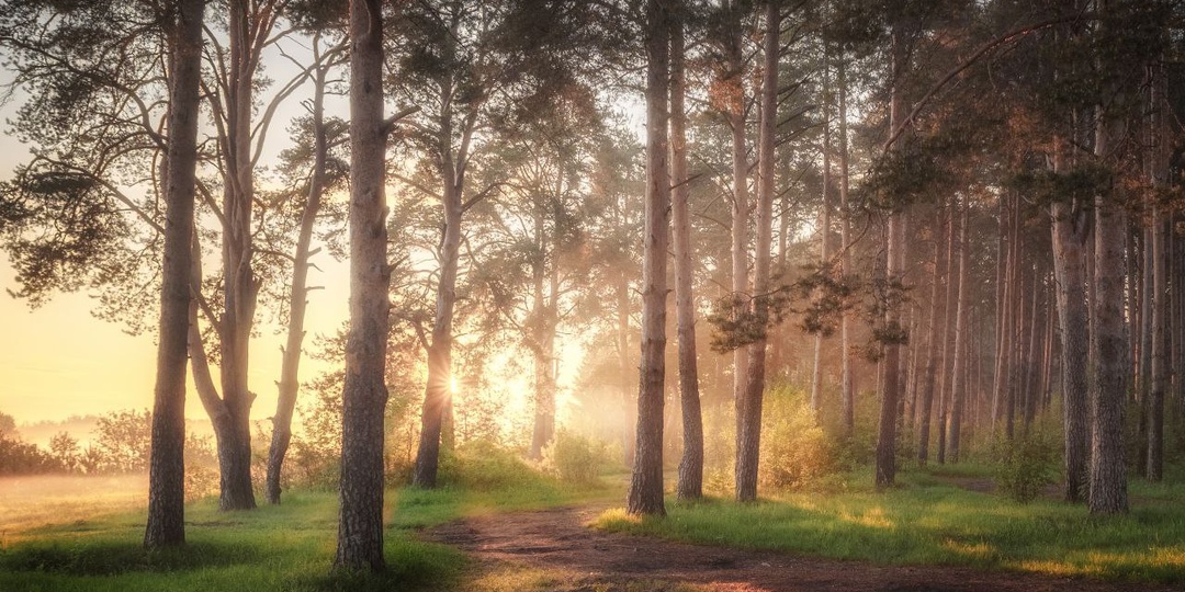 Киров в прошлом году стал столицей рассветов, а самые красивые рассветы города, можно встретить в Заречном парке