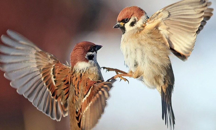 Фото из свободного доступа lnternet