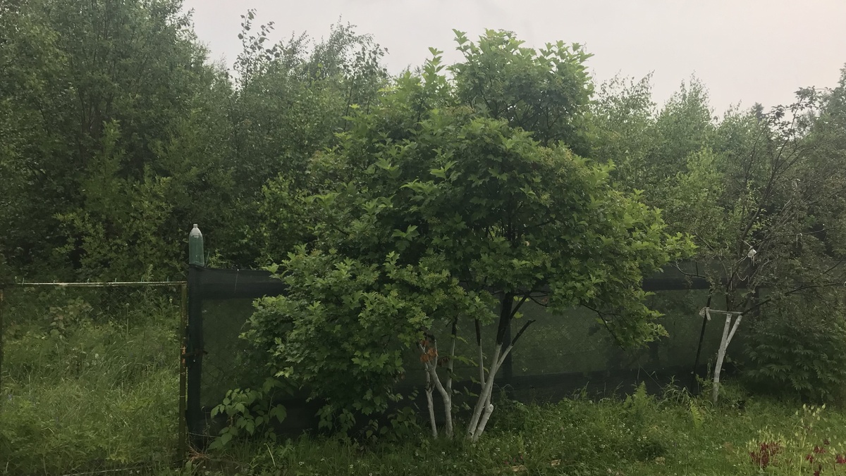    Ветер, ливень и град: на Югру за сутки обрушилась четверть месячной нормы осадков