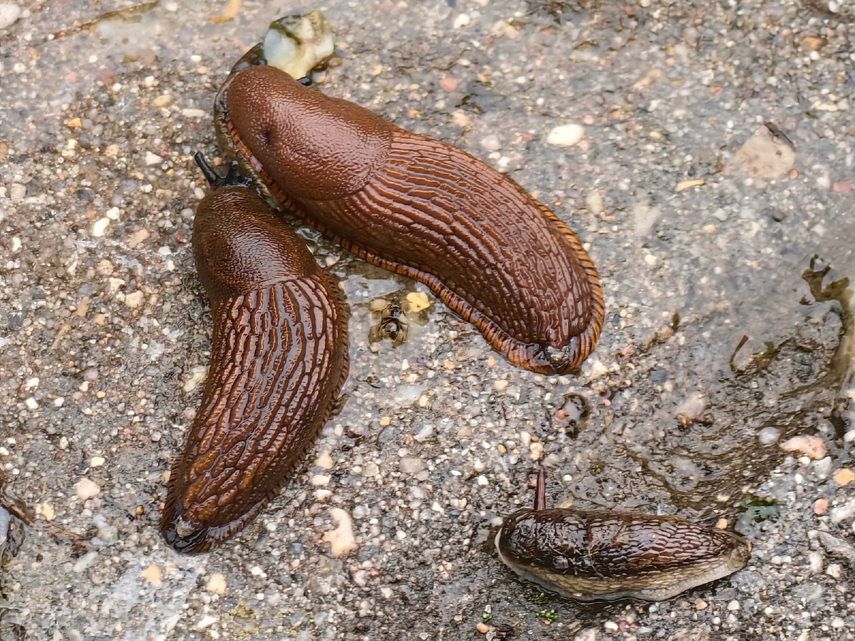 Огромные слизни поедают всё, что уже не шевелится, в том числе и своих погибших собратьев