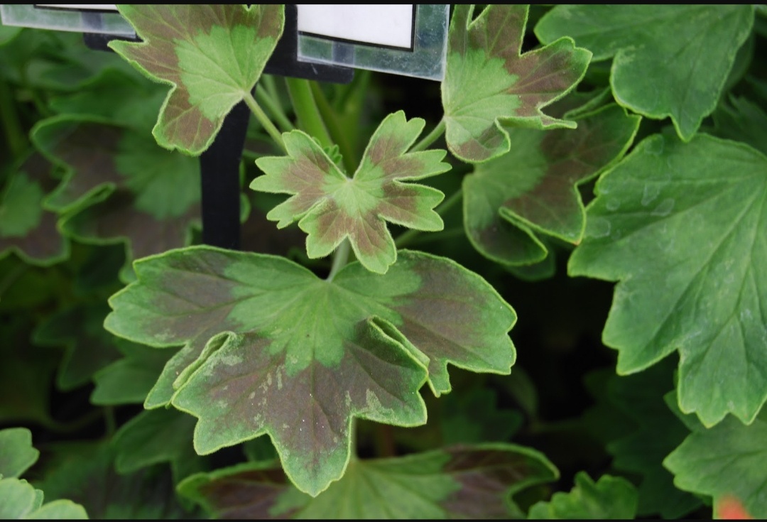 Лист пеларгонии Chinese Cactus. Фото с сайта perfect-pelargoniums.com