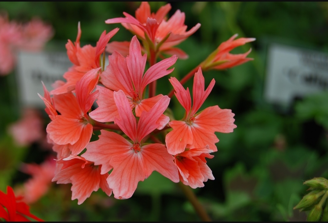 Цветы пеларгонии Chinese Cactus. Фото с сайта perfect-pelargonium.com