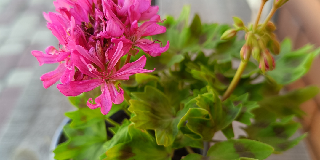 Пеларгонии стеллары