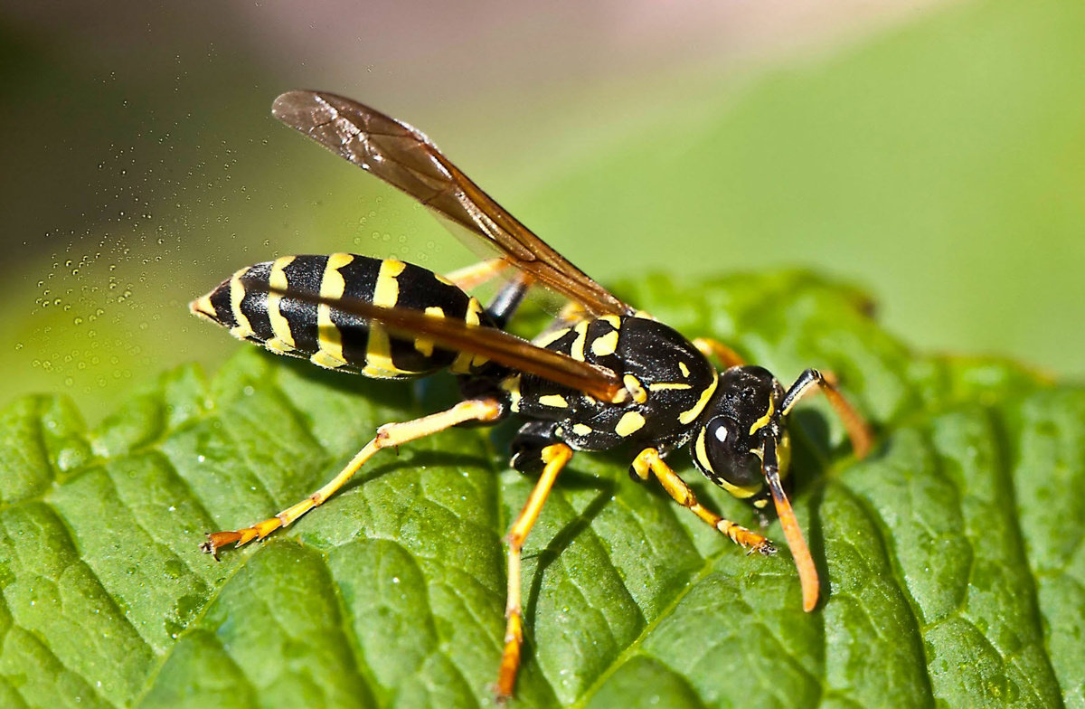 Оса обыкновенная