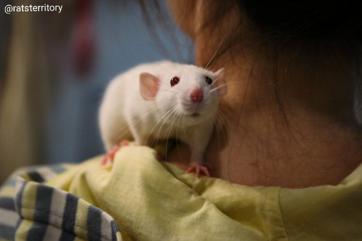 Белоснежная красавица на прогулке