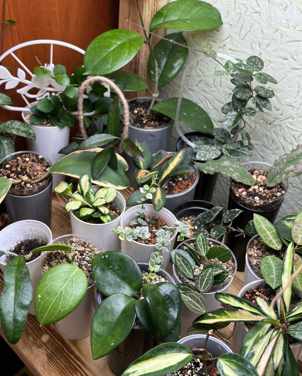 Одна из полочек с «богачествами»