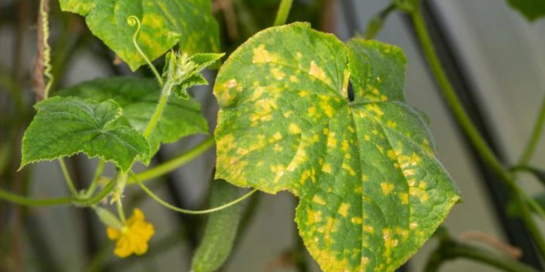 От мучнистой росы помогло сразу же. Один раз и на весь сезон, натуральное средство