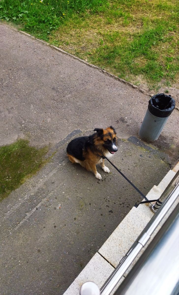 ФОТО АВТОРА. ЖДЁТ ХОЗЯИНА)