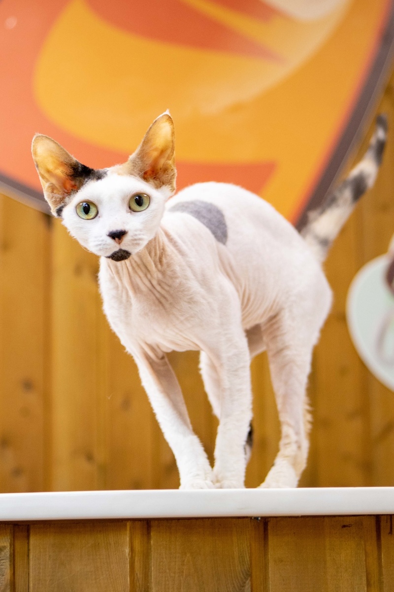 Каждая кошечка просто не заслуживает быть бездомной и ненужной!