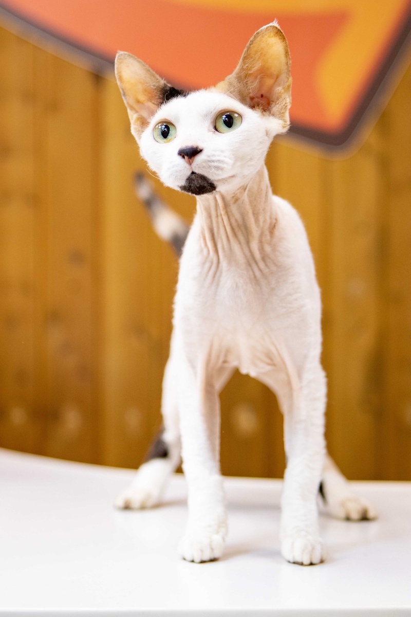 Абсолютно здоровая, ласковая и замечательная кошечка!