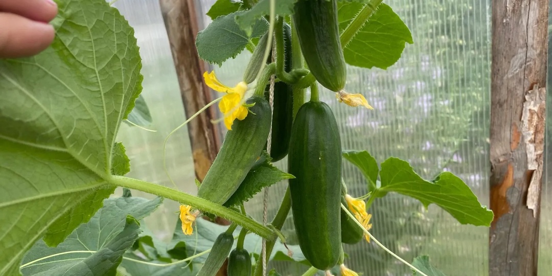 Чудо-подкормка для всего! Огурцы, томаты, перцы плодоносят как сумасшедшие. Мало кто знает про этот способ увеличения урожая