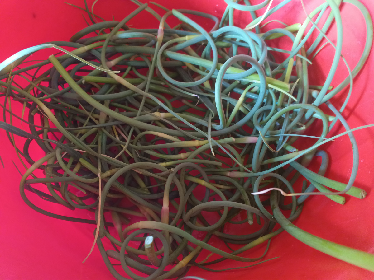 фото автора: чесночные стрелки приготовлены для мытья в тазу