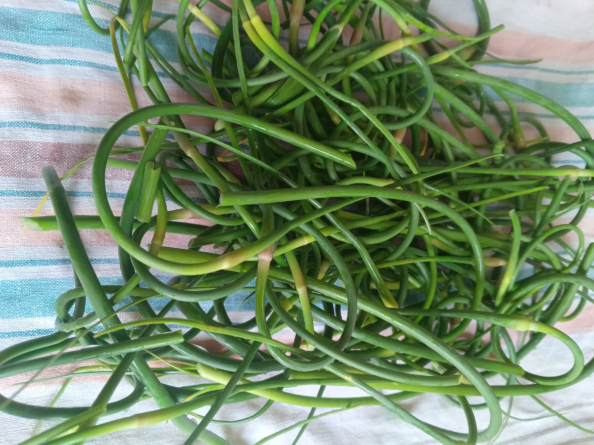 фото автора: чесночные стрелки помыла, готовы к переработке, должны чуть обсохнуть 