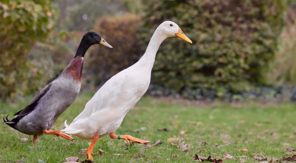 утка индийский бегун
