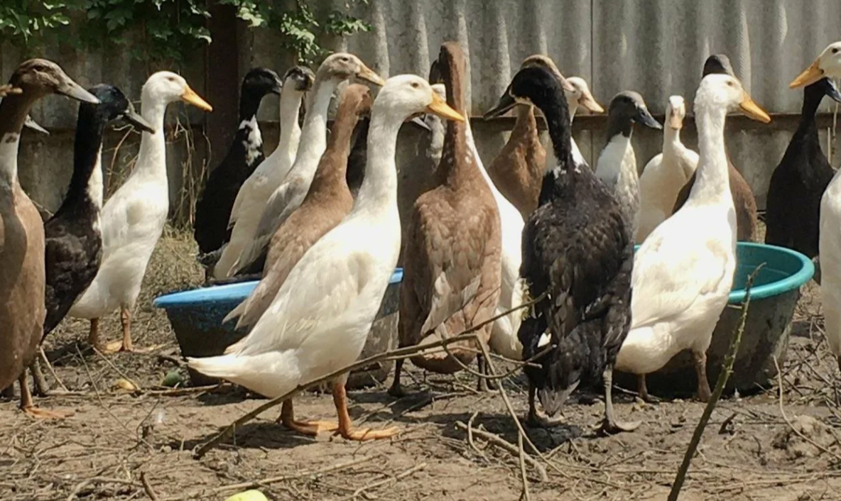 утка индийский бегун