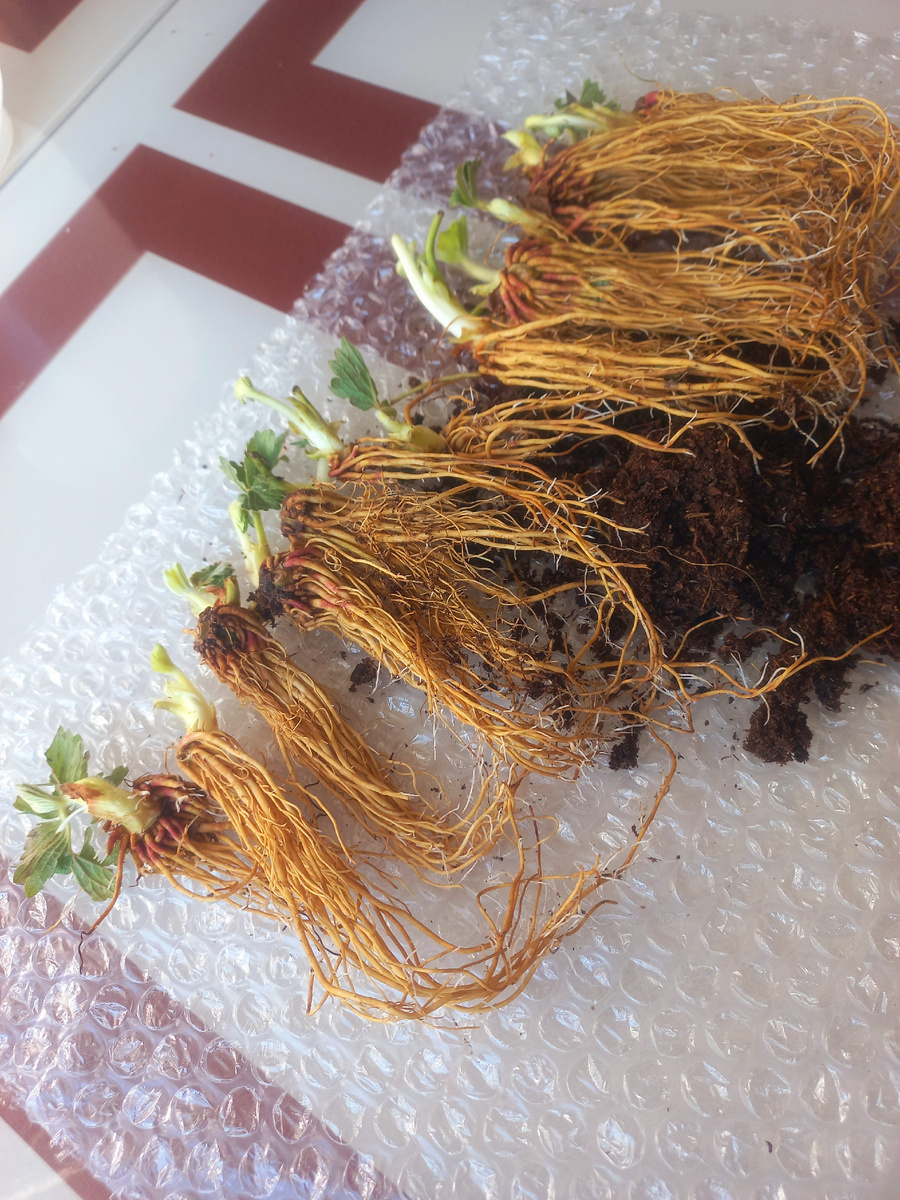 Ремонтантная садовая земляника (клубника) Мурано