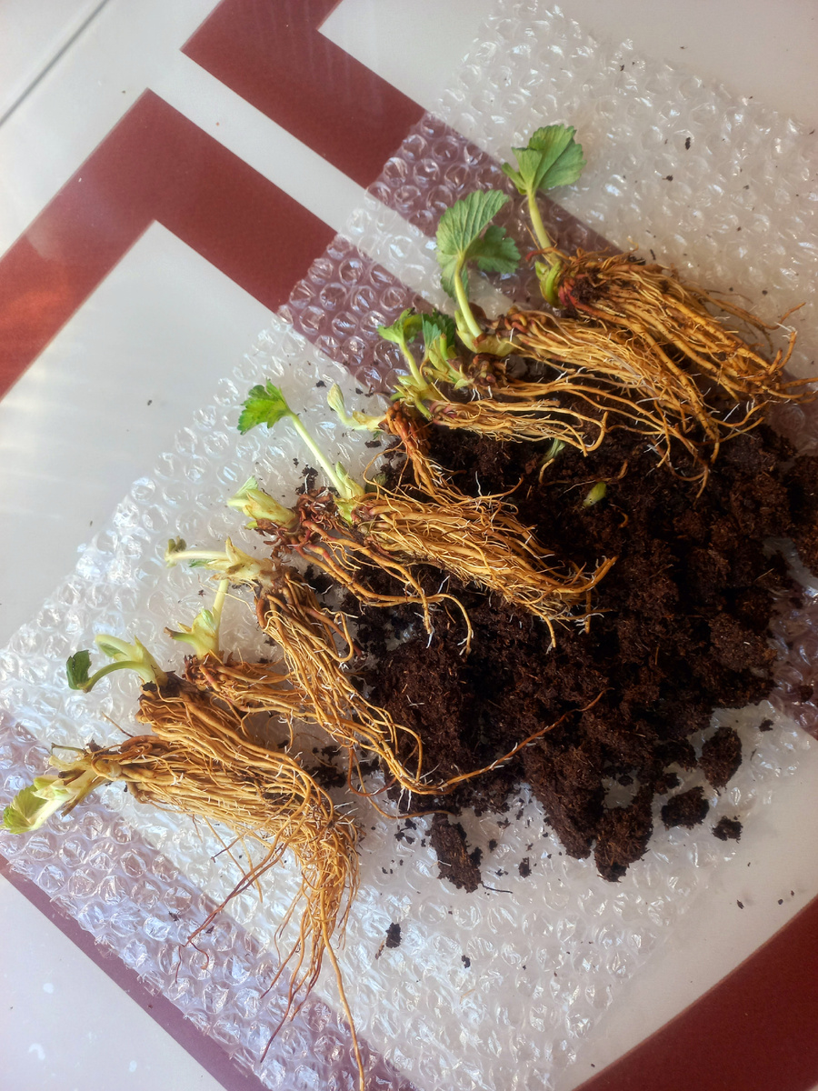 Ремонтантная садовая земляника (клубника) Нагаоко