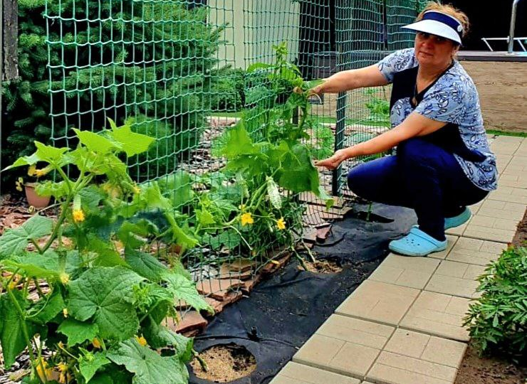 Копеечный раствор для огурцов – профилактика болезней и вредителей + подкормка!
