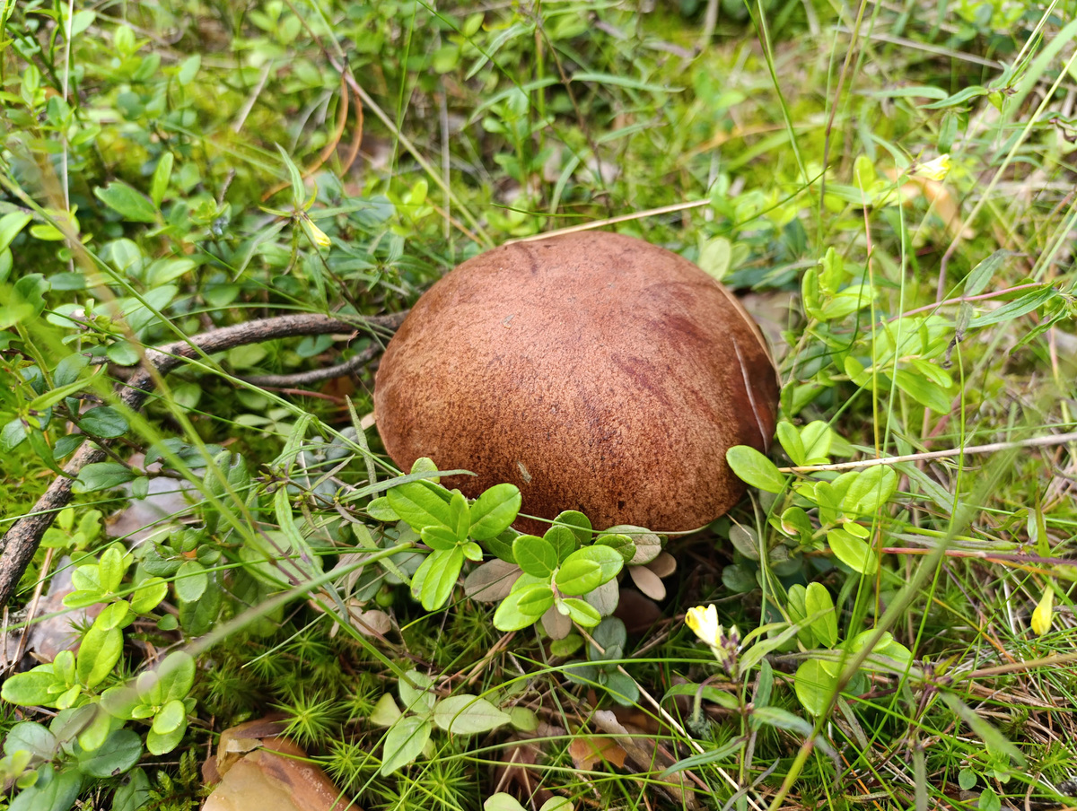 Подосиновик