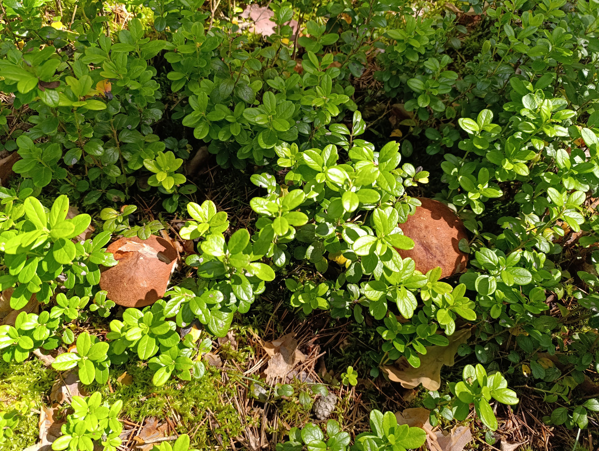 Подосиновики в бруснике