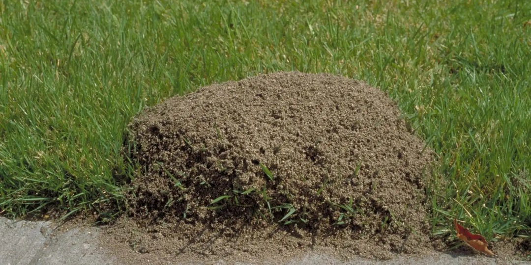Как избавиться от муравьев на участке навсегда: 3 способа, которые лично у меня сработали