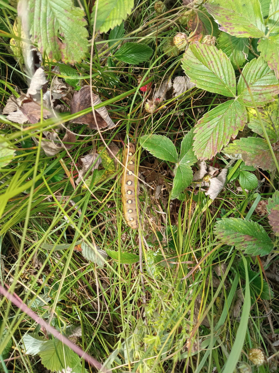 Наверное очень ядовитая, раз такая яркая.