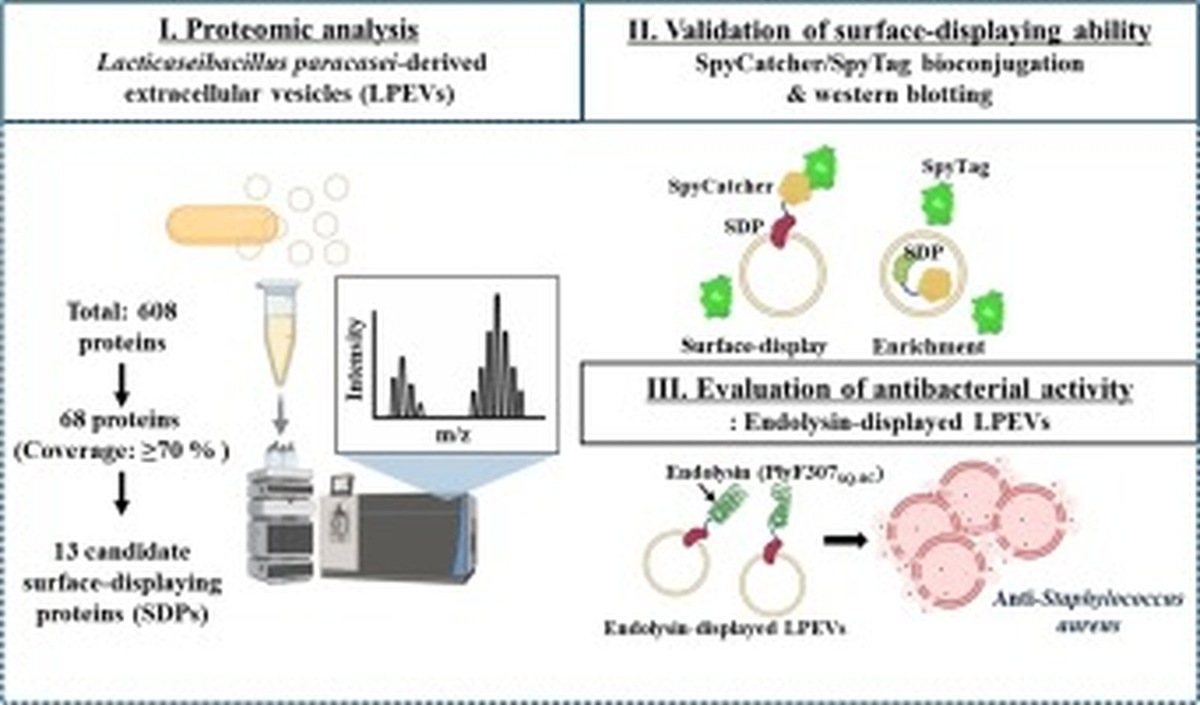    Инфографика экспериментов по модификации внеклеточных везикул