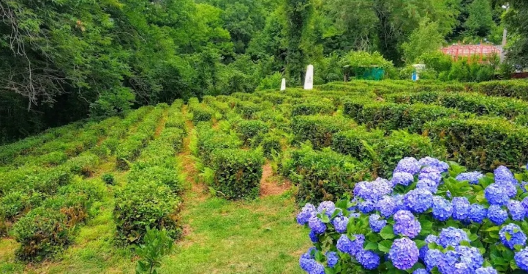 На заднем дворе усадьбы Иуды Кошмана