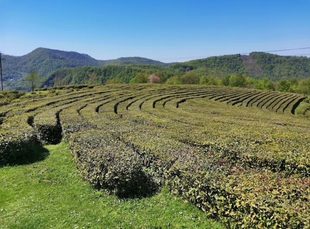 Плантации Мацестинской чайной фабрики